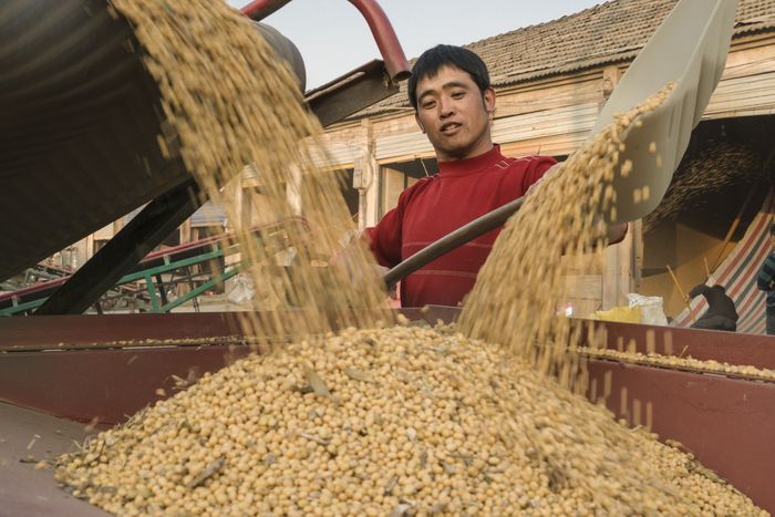 全省优质专用粮食生产大豆示范基地。涡阳县乡村振兴局供图