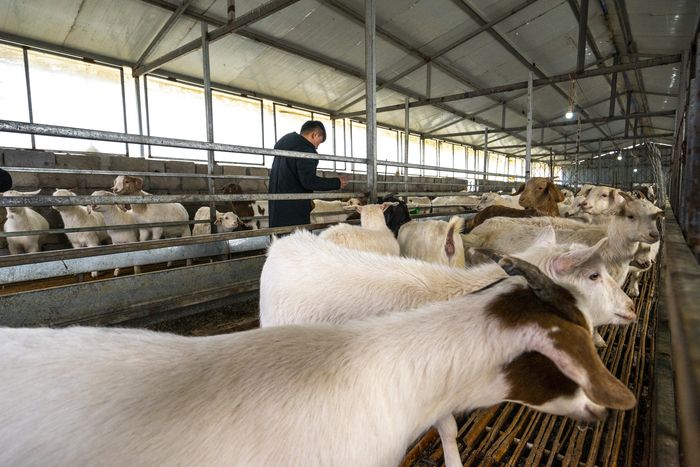 安欣牧业寄养羊托管产业扶贫“涡阳安欣模式”。涡阳县乡村振兴局供图