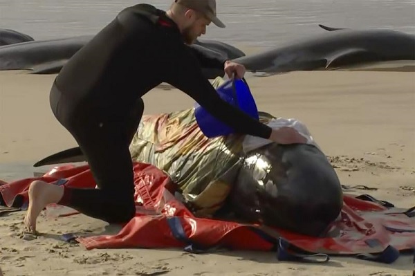 鲸鱼尸体遍布海滩