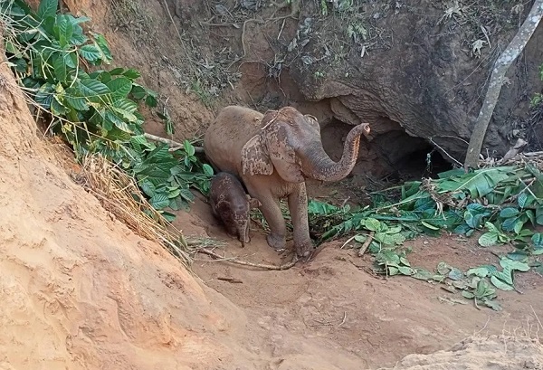 埃菲社：母象和孩子掉入5米深污水坑被救出 人类活动要挟象群栖息地