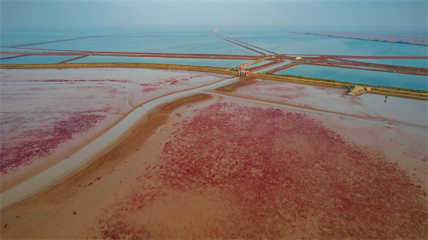 湿地修复让黄河口盐碱滩变动植物乐园