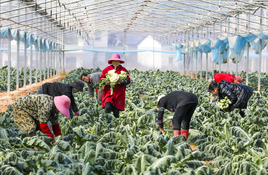 村民正在采收西蓝花。谢东摄